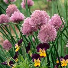 How to grow edible flowers. Kitchen Gardens Your Own Potager Organic Gardening Best Herbs To Grow Herbs Indoors Growing Herbs Indoors