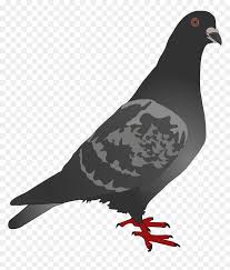 Ammcobus gambar keren kartun cowok. Gambar Burung Merpati Kartun Hd Png Download Vhv