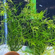 Image result for Najas graminea