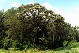 Image result for Polyscias fulva