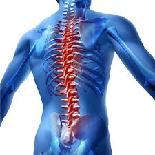 Browse more human backbone vectors from istock. Spinal Cord Pictures Spinal Cord Stock Photos Images Depositphotos