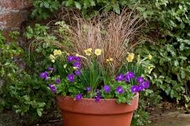 Image result for Burttia