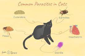 what to know about feline parasites fleas ticks worms and mites flea control for cats fleas cats