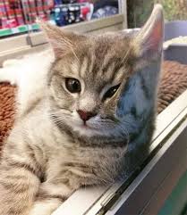 We did not find results for: 50 Hilarious Photos Of Cats On Glass Tables