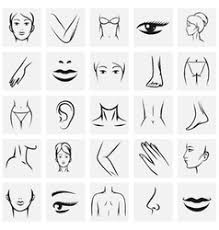 The vestibule surrounds the opening of the. Female Human Body Parts Vector Images Over 3 300