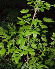 Image result for Zanthoxylum tenuipedicellatum