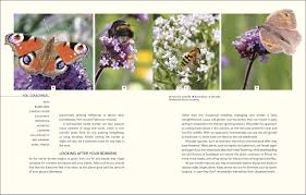 How to attract bees to the garden. Wild Your Garden Create A Sanctuary For Nature Brothers The Butterfly Amazon De Bucher