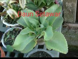 Daun pokok setawar yang tebal dan berair itu diselatupi dengan bahan berlilin bagi memperlahankan kadar kehilangan air. Khasiat Daun Setawar Pecahkan Batu Petua Herba Kampung Facebook
