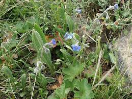 Image result for Cynoglossum coeruleum