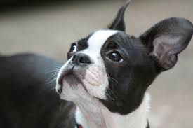 Looking for a boston terrier puppy or dog in ohio? Reeds Boston Terriers