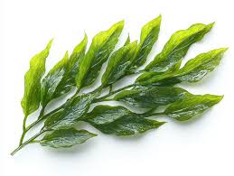 Image result for Thalassia hemprichii