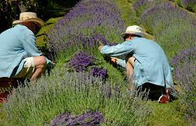 Nur wenig mit stickstoffarmen dünger versorgen. Lavendel Schneiden Wann Ist Der Richtige Zeitpunkt