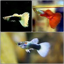 Karena kombinasi warna hitam dan putih silver itulah yang membuat ikan ini diberi nama black panda. Jual Ikan Hias Guppy 2 Pasang 2 Jenis Hb Pastel Dan Platinum Red Tail Online Mei 2021 Blibli