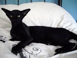 Cattylicious Com Oriental Shorthair Cats Cat Breeder Oriental Cat Breeds