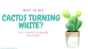 I need to find some cactus and can't find it lol. Cactus Turning White Read 4 Common Reasons Succulent Care Guide