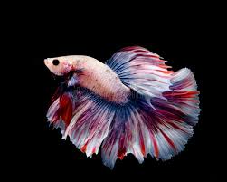 The betta fish is probably the second most popular fish kept, after goldfish. Multi Color Betta Fish Stock Photo Image Of Animal 144687192
