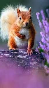 We've got the finest collection of iphone wallpapers on the web, and you can use any/all of them however you wish for. Cute Squirrel Animals Flying Squirrel Pet