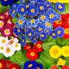 It is a beautiful exotic flower that usually grows in africa and the hawiian islands. 1
