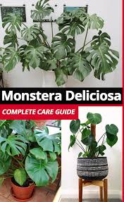 Awesome Care Guide With Tips And Tricks For Growing Your Little Or Big Monstera Deliciosa House Plant Care Plants Hanging Plants