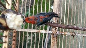 Burung yang diciptakan oleh tuhan memang sangat beragam dengan keindahan yang. Cara Membuat Burung Kemade Makan Voer Masnurul