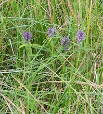 Image result for Floscopa tuberculata