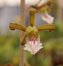 Image result for Eulophia petersii