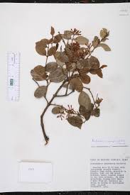 Image result for Acokanthera