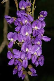 Image result for Bolusanthus