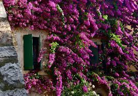 Pianta dai bellissimi e vivaci fiori simbolo del natale, appartiene al genere euphorbia, ed è originaria del messico. 5 Piante Rampicanti Da Esterno Belle Come Il Gelsomino Livingcorriere