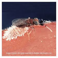 Image result for Mealybug cucumber