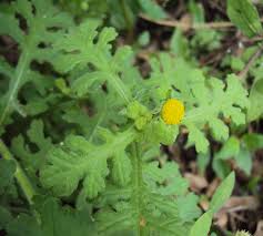 Image result for Grangea maderaspatana