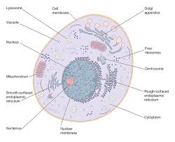 Help the cell move • aka: Animal Cell Structure Photograph By Peter Gardiner