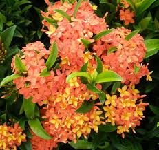 Image result for Ixora coccinea