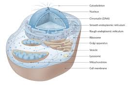 The surface of rough endoplasmic reticulum is covered with ribosomes, giving it a bumpy appearance when viewed through the microscope. The Cell Knowledge Amboss