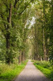 Resultado de imagen de Imagenes de grandes bosques