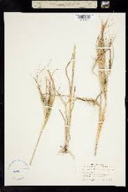 Image result for Heteropogon melanocarpus