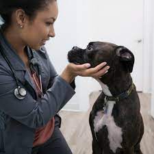 The Top Reasons To Become A Veterinarian