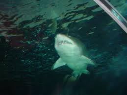 Ocean club vacations, llc, located at 1000 2nd avenue south, suite 310, north myrtle beach, sc 29582. Nascar Cafe Picture Of Myrtle Beach Coastal South Carolina Tripadvisor