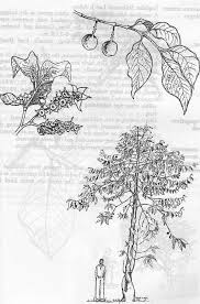 Image result for Vangueria apiculata