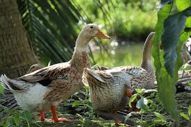 The white pekin makes a great farm pet for first time duck owners. Ducks And Water Pond Backyard Free Photo On Pixabay
