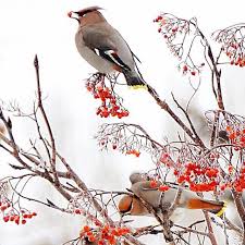 Birds That Cannot Fly Hold Fast To Dreams For If Dreams Die Life Is A Broken Winged Bird That Cannot Fly Langston Hughes Dreamsdocomet Birds That Cannot Fly Birds Wings