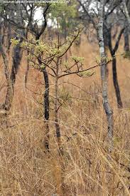 Image result for Vangueriopsis lanciflora