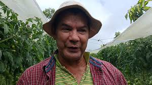 A pesar de que va bajando, el tomate sigue caro. ¿A que se debe?, Desde su  finca en Arancibia, zona alta de Puntarenas, el agricultor Edwin Cruz lo  explica., Un trabajo especial de Acontecer Espartano ...