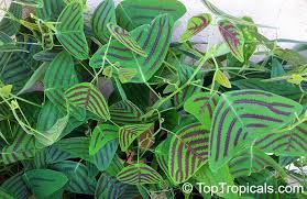 Image result for Fuirena obcordata