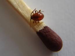 Gibbium Psylloides Insecte D Appartement Inconnu Le Monde Des Insectes