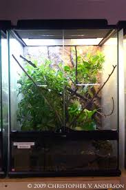 Pin On Chameleon Habitat