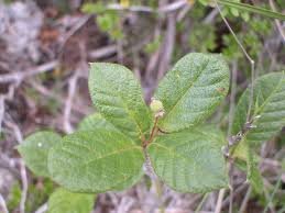 Image result for Guettarda