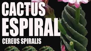 El Cactus Espiral El Jardin De Monii Youtube