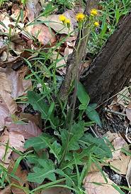 Image result for Gynura pseudochina