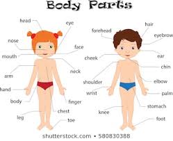 1000 Human Body Parts Stock Images Photos Vectors